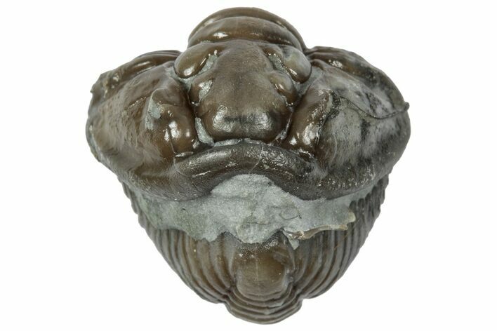 Wide Enrolled Flexicalymene Trilobite - Mt Orab, Ohio #358089